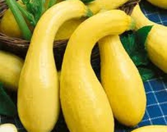 Golden Crookneck Summer Squash