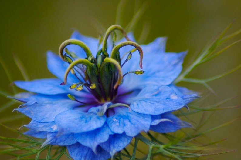 quasar blue quasar blue
