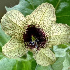 Wicked Witch Henbane