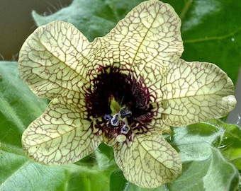 Böse Hexe Henbane