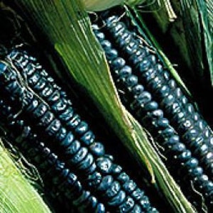 BACK AGAIN! Black Sheep of the Patch Black Corn