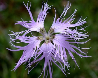 Bawdy Rosa Boa Dianthus