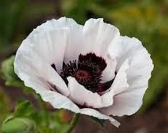 Smoke Mote Poppies