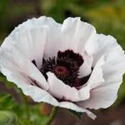 Smoke Mote Poppies Etsy