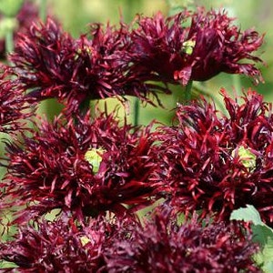 May include: Close-up of a cluster of dark red poppy flowers with ruffled petals. The flowers are in full bloom and have a delicate, almost feathery texture.