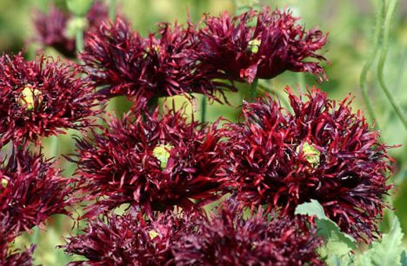 May include: Close-up of a cluster of dark red poppy flowers with ruffled petals. The flowers are in full bloom and have a delicate, almost feathery texture.