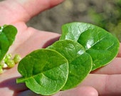 Produkt z tego sklepu