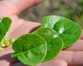 5 Fresh Green Malabar Spinach Bulbs- AVAILABLE AGAIN!