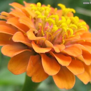 Zinnias Del Sol