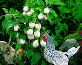 Produkt z tego sklepu