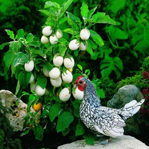BACK AGAIN! Easter Egg Plant