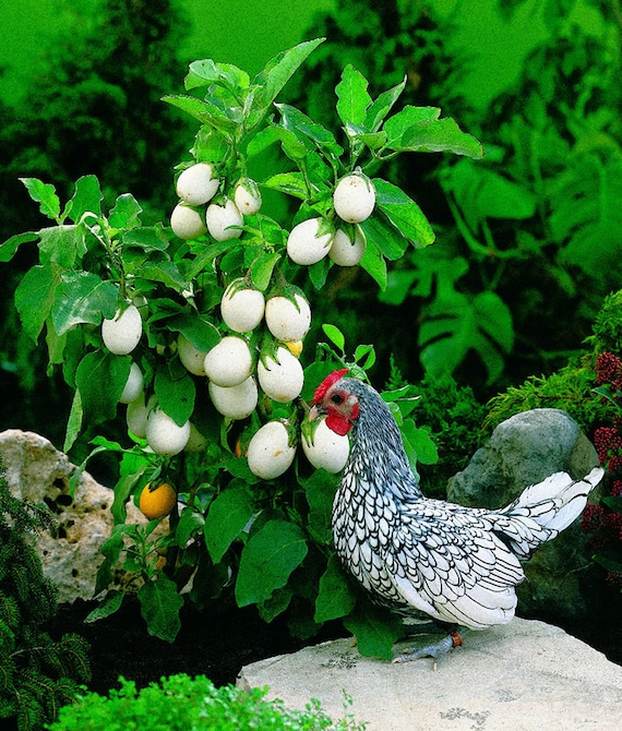 BACK AGAIN! Easter Egg Plant - Etsy