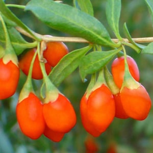 Superpower Goji Berries