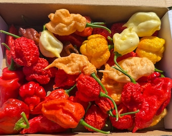 May include: A cardboard box filled with a variety of fresh chili peppers in shades of red, orange, yellow, and cream. The peppers have wrinkled, textured skins and green stems, displaying diverse shapes and sizes packed together in the container.
