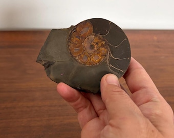 Polished Ammonite Fossil Slice