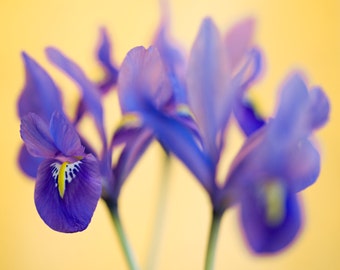 Iris on Gold_01, Flower Photograph, Purple Floral Photography, Iris Flower Photograph, Abstract wall decor