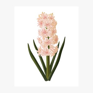 Pink Hyacinth Watercolor Wall Print / Digital