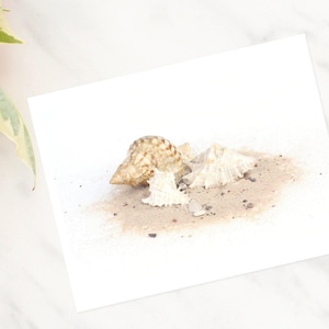 Watercolor Shells and Sand Note Cards: Beachy Set of 10