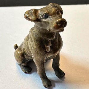 Jack Russel Terrier Miniature Austrian Bronze, seated attentively-personality plus