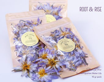 Blue Lotus (Nymphaea Caerulea) Real and Rare