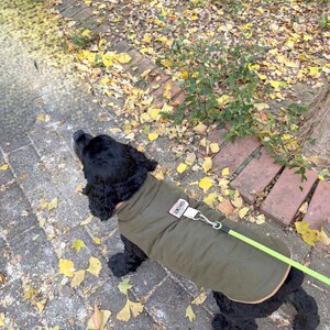 May include: A black Cocker Spaniel dog wearing an olive green dog coat with a white leash. The dog is on a brick walkway with fallen yellow leaves and green foliage.