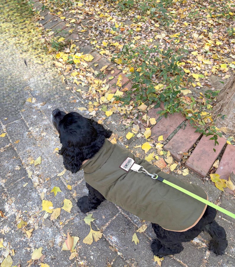 May include: A black Cocker Spaniel dog wearing an olive green dog coat with a white leash. The dog is on a brick walkway with fallen yellow leaves and green foliage.