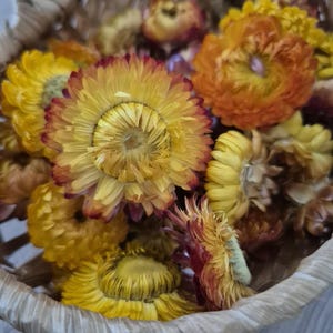 50 Getrocknete gelb orange Strohblumen köpfe Hochzeit Dekor Getrocknete Blume Konfetti Floristen Lieferungen DIY Lieferung Getrocknete Blume für Handwerk