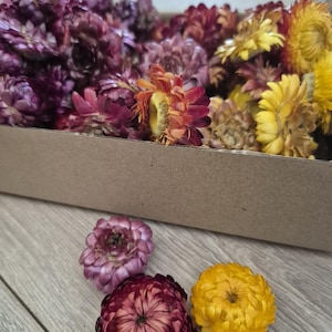 100 Organische getrocknete mehrfarbige Strohblumenköpfe Hochzeitsdekor Getrocknete Blume Konfetti Floristenbedarf DIY Versorgung Getrocknete Blume für Handwerk