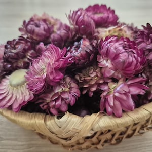 100 Bio getrocknete rosa Strohblumen Köpfe Hochzeit Dekor Getrocknete Blume Konfetti Floristen Versorgung DIY Versorgung Getrocknete Blume für Handwerk