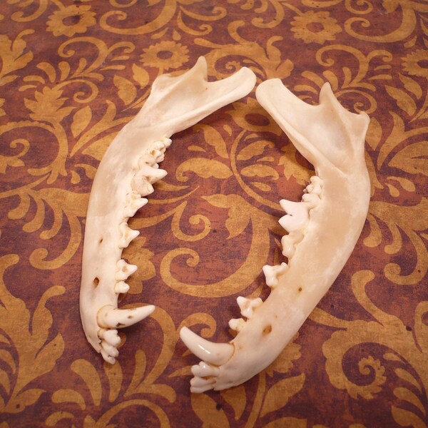 5 Inch Pair of Coyote Jaw Bones