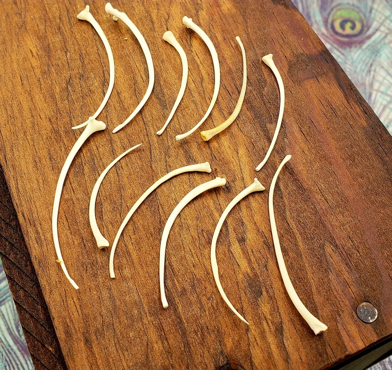 12pc Small Snake Rib Bones Taxidermy Python Cornsnake Boa | Etsy