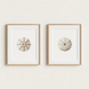 Puede incluir: Dos cuadros de pared con una ilustración detallada y centrada de un esqueleto de erizo de mar beige sobre fondo blanco. Cada lámina está enmarcada en madera de tono claro con un borde sencillo y limpio y un paspartú de color blanco.