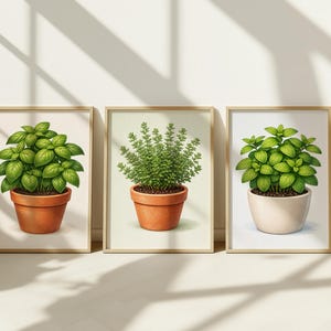 Puede incluir: Tres láminas botánicas enmarcadas con ilustraciones de hierbas en macetas. Las láminas muestran albahaca y tomillo verdes vibrantes en macetas de terracota y blancas. La obra de arte está sobre un fondo neutro con iluminación suave.