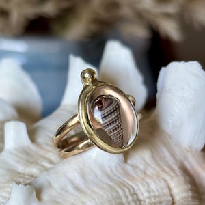 Tiny seashell specimen brass ring - size 8.25