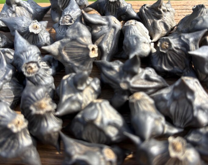 Wild Horned Seed Pods – Bat-like Water Chestnut Shells for Gothic ...