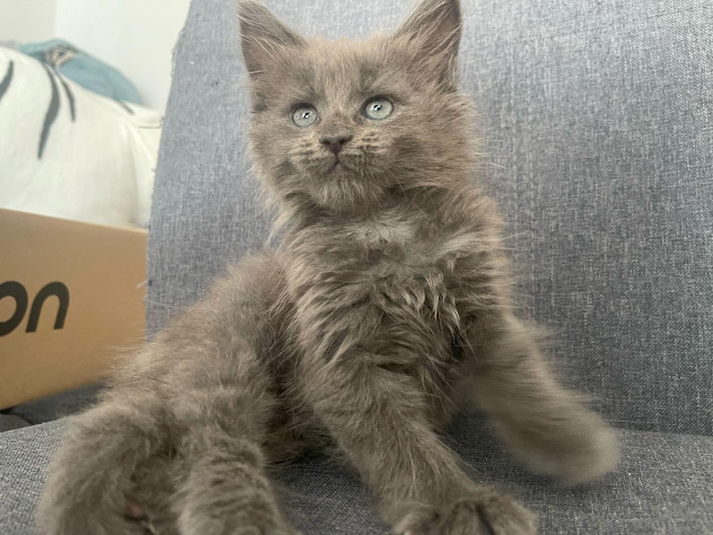 Maine Coon Kitten Guide | Printable Cat Care Checklist & Feeding Tips ...