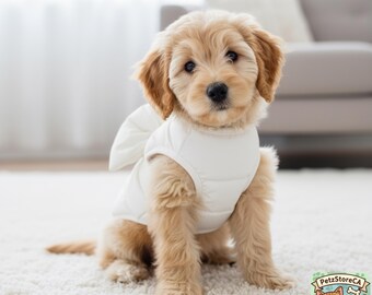 May include: A golden-colored puppy wearing a white puffer vest sits on a white carpet. The puppy has floppy ears and a dark nose. The background includes a couch and a window, suggesting an indoor setting. The image has a logo in the bottom right corner.