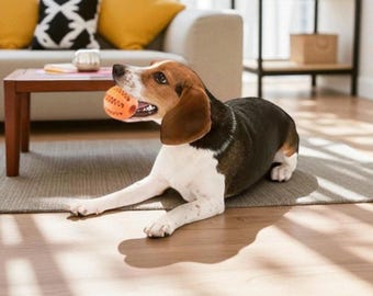 May include: A tricolor Beagle dog with brown, black, and white fur is lying on a rug, holding an orange ball in its mouth. The dog is in a living room with a couch, pillows, and a wooden coffee table. The dog is looking towards the camera.