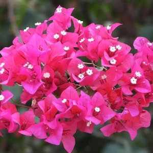 Vibrant Bougainvillea Plant – Bring Tropical Color to Your Home or Garden!