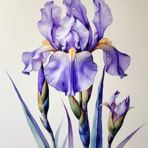 May include: Watercolor painting of a purple iris flower in full bloom, with detailed petals and a yellow center. The artwork also features unopened buds and long, slender leaves in shades of green and blue against a white background.
