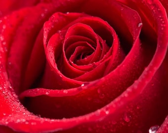 Red Rose Macro Photography Print, Dew Drops Floral Wall Art (Digital Download)