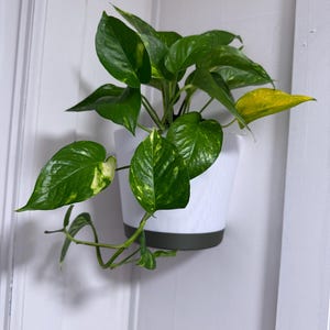 May include: A potted pothos plant with vibrant green and yellow leaves. The plant is in a white pot with a dark green base, mounted on a white wall. The leaves have a glossy texture and are in various stages of growth.