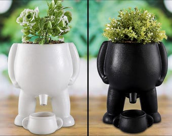 jade bonsai trees Jade Bonsai Kokedama