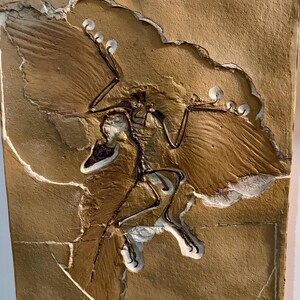 Op de afbeelding: Een gefossiliseerd pterosauriërskelet wordt getoond op een rechthoekige, bruinachtige steen. Het fossiel is donkerbruin, met wijd gespreide vleugels. De steen heeft een getextureerd oppervlak met witte accenten.