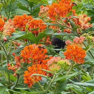 Butterfly Milkweed Seeds
