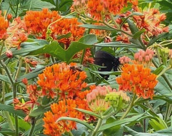 Butterfly Milkweed Seeds
