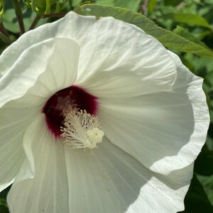 May include: Close-up of a white flower with large, delicate petals. The center of the flower is a deep burgundy color, with a prominent white stamen. Green leaves and buds are visible in the background, bathed in sunlight.