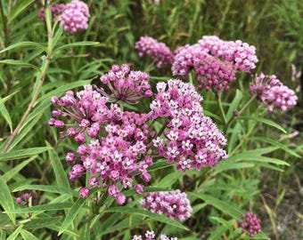 Swamp Milkweed Seeds