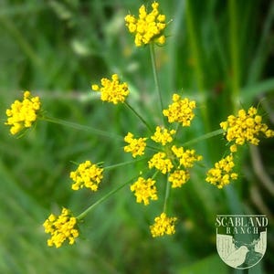 May include: A cluster of bright yellow flowers arranged in a compound umbel inflorescence with thin green stems radiating from a central point. The bottom right corner features a white logo with the text SCABLAND RANCH and a bird illustration.
