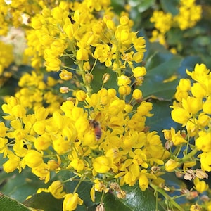 Pode incluir: Um cacho de flores amarelo-vibrante de um arbusto Mahonia aquifolium, com pequenas flores de várias pétalas em caules verdes. Uma pequena abelha repousa sobre as pétalas centrais, rodeada por folhas verde-escuras, coriáceas e semelhantes a azevinho.